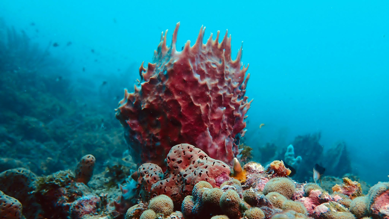 DIVE WEST SIDE SCUBA photo 2