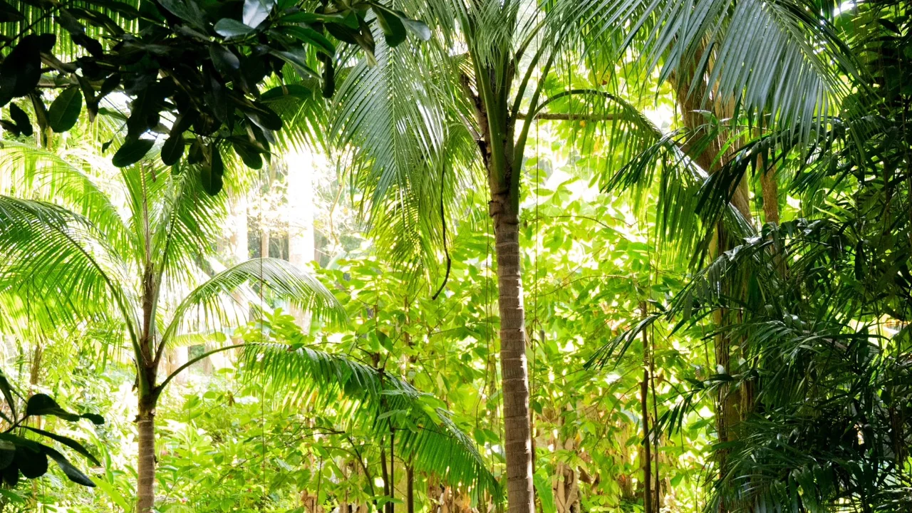 Coco Hill Forest photo 3