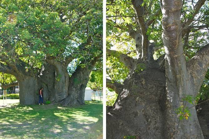 Ancient Baobab Tree photo 3
