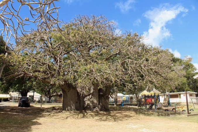 Ancient Baobab Tree photo 2